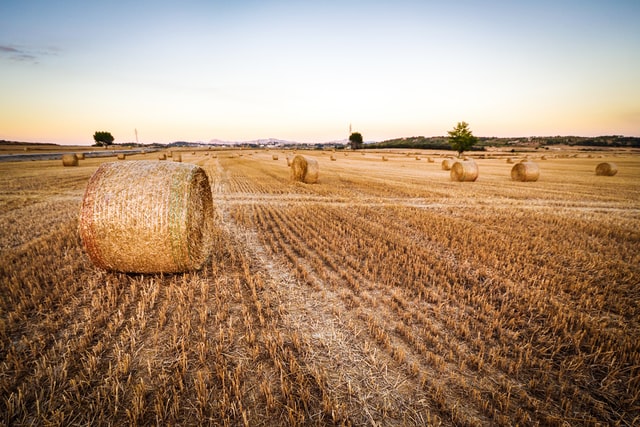 study Agriculture & Forest Sciences in germany